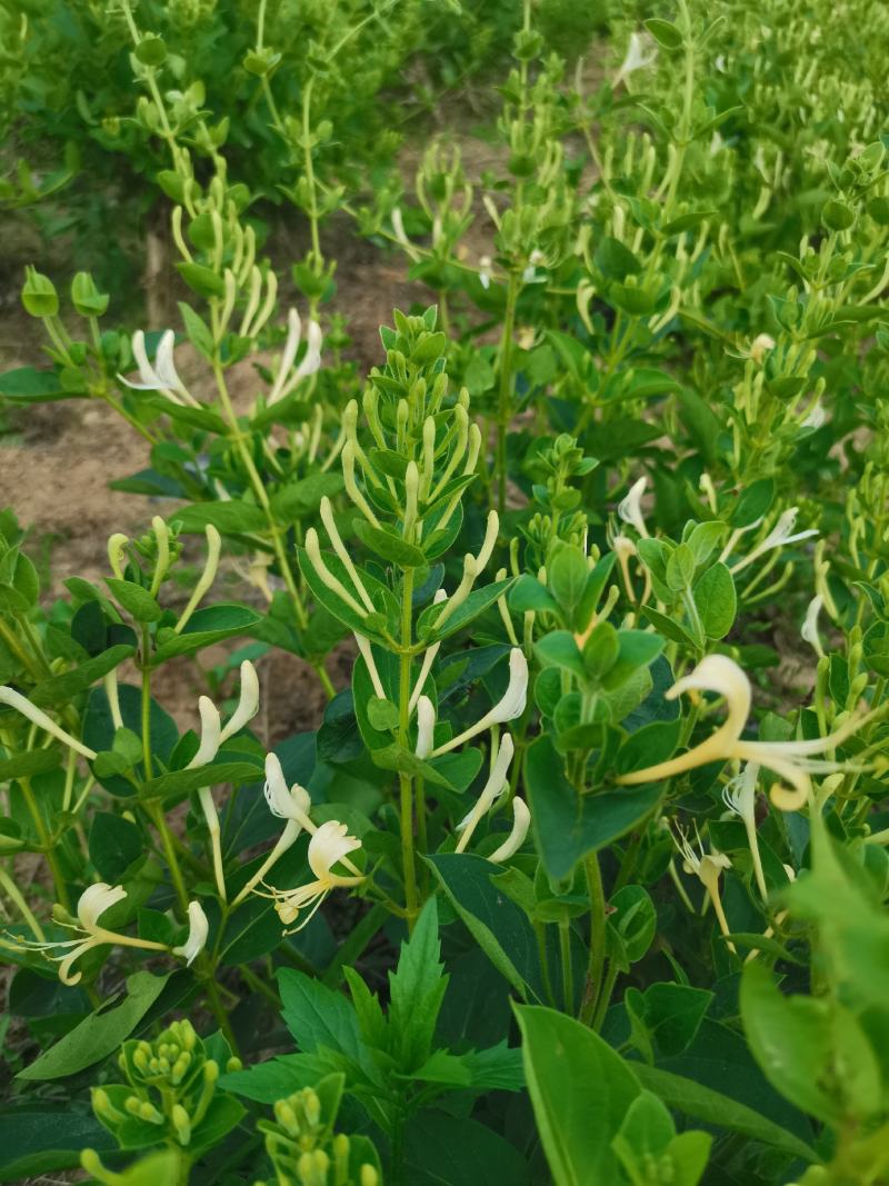 四季金银花苗基地直发常年供应可回收包技术