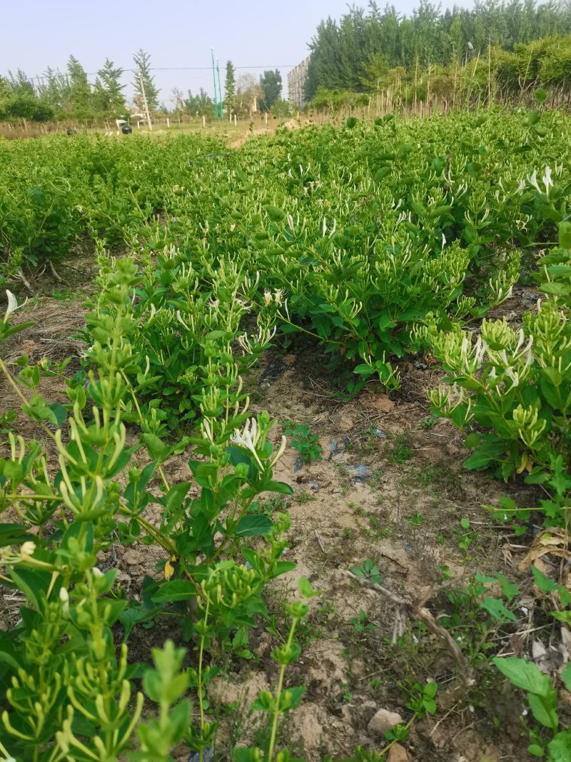 四季金银花苗基地直发常年供应可回收包技术