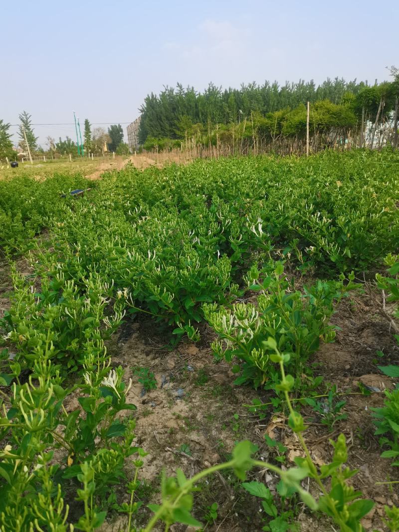 四季金银花苗基地直发常年供应可回收包技术