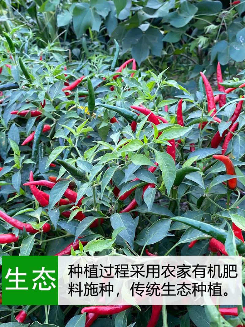 云南农家自种鲜辣椒小米椒货源充足产地直供全国发货