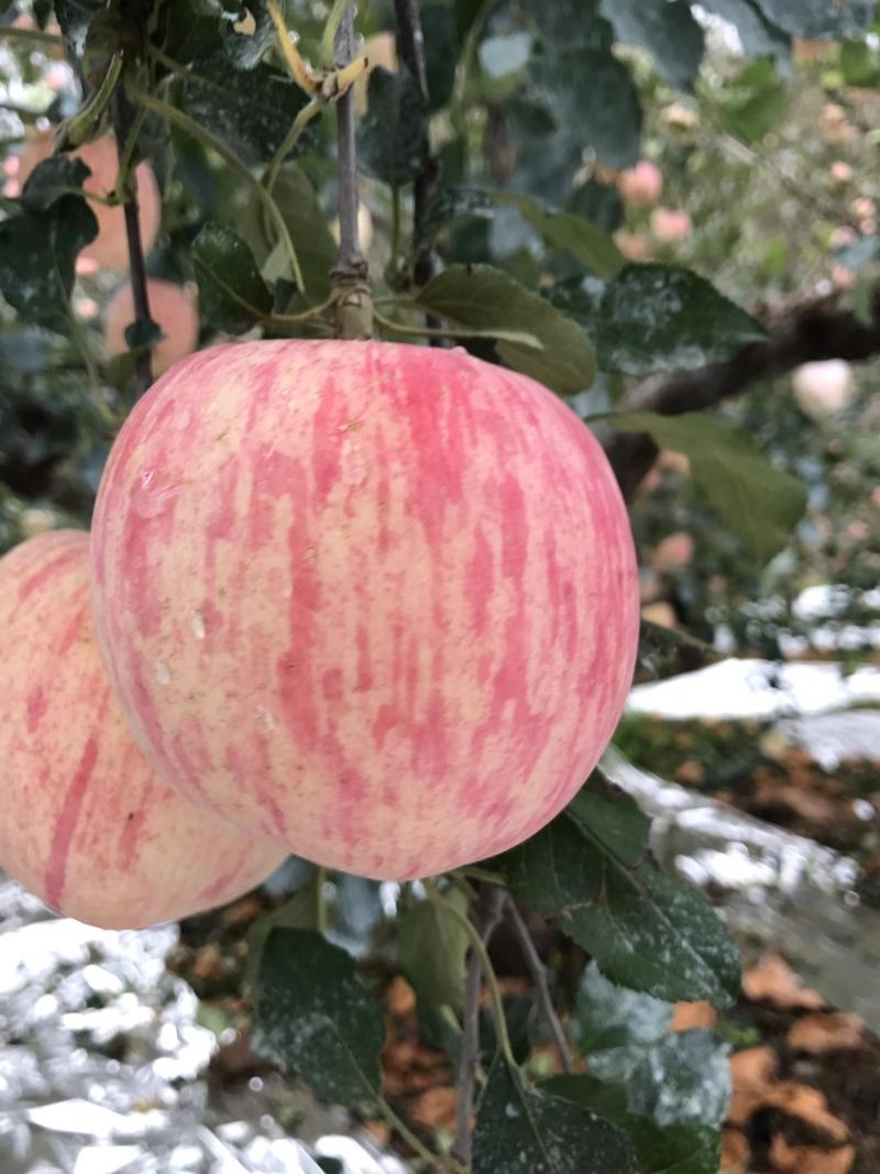 【苹果】山东红富士苹果一手货源无中间商保质保量