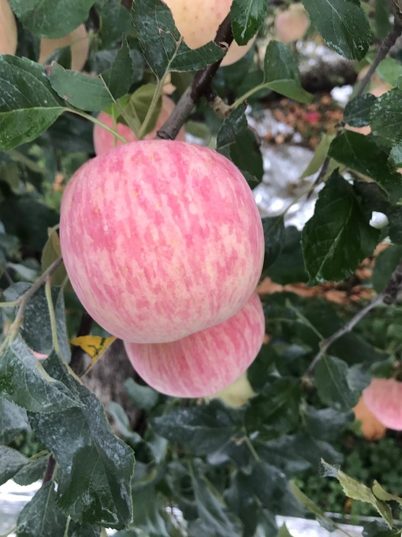 【苹果】山东红富士苹果一手货源无中间商保质保量
