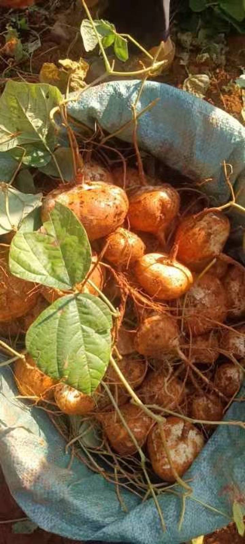 豆薯，土瓜，质量保证，货源充足
