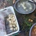 豆薯，土瓜，质量保证，货源充足