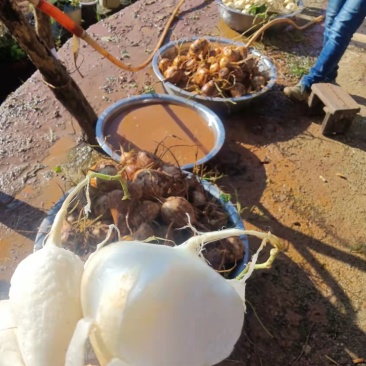 豆薯，土瓜，质量保证，货源充足
