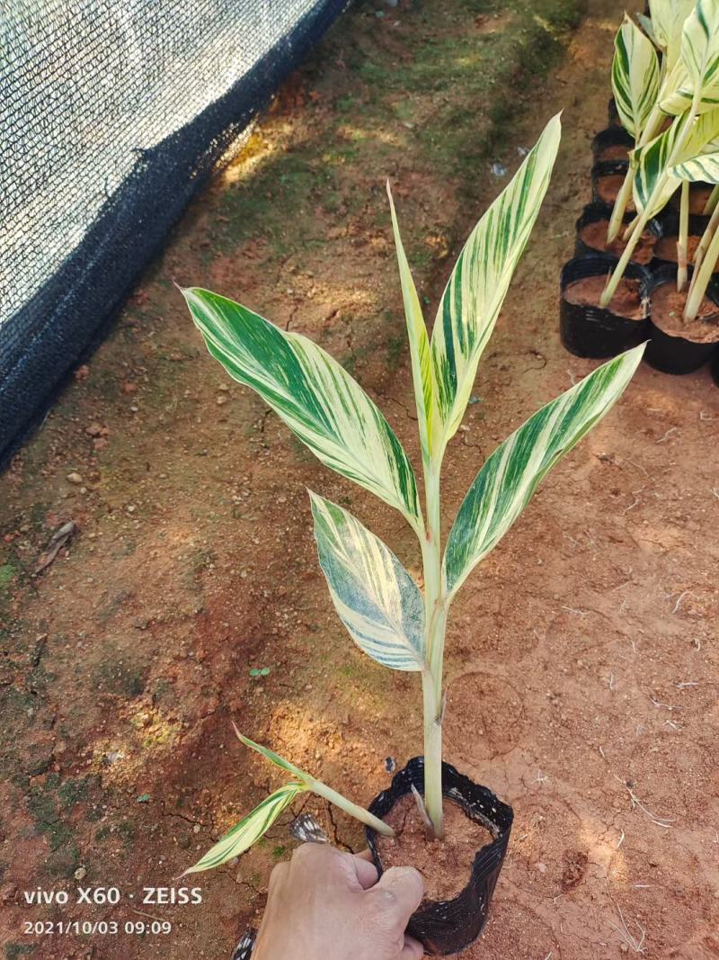 花叶良姜福建漳州花叶良姜绿化庭院设计基地直供大小规格袋