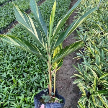 花叶良姜福建漳州花叶良姜绿化庭院设计基地直供大小规格袋