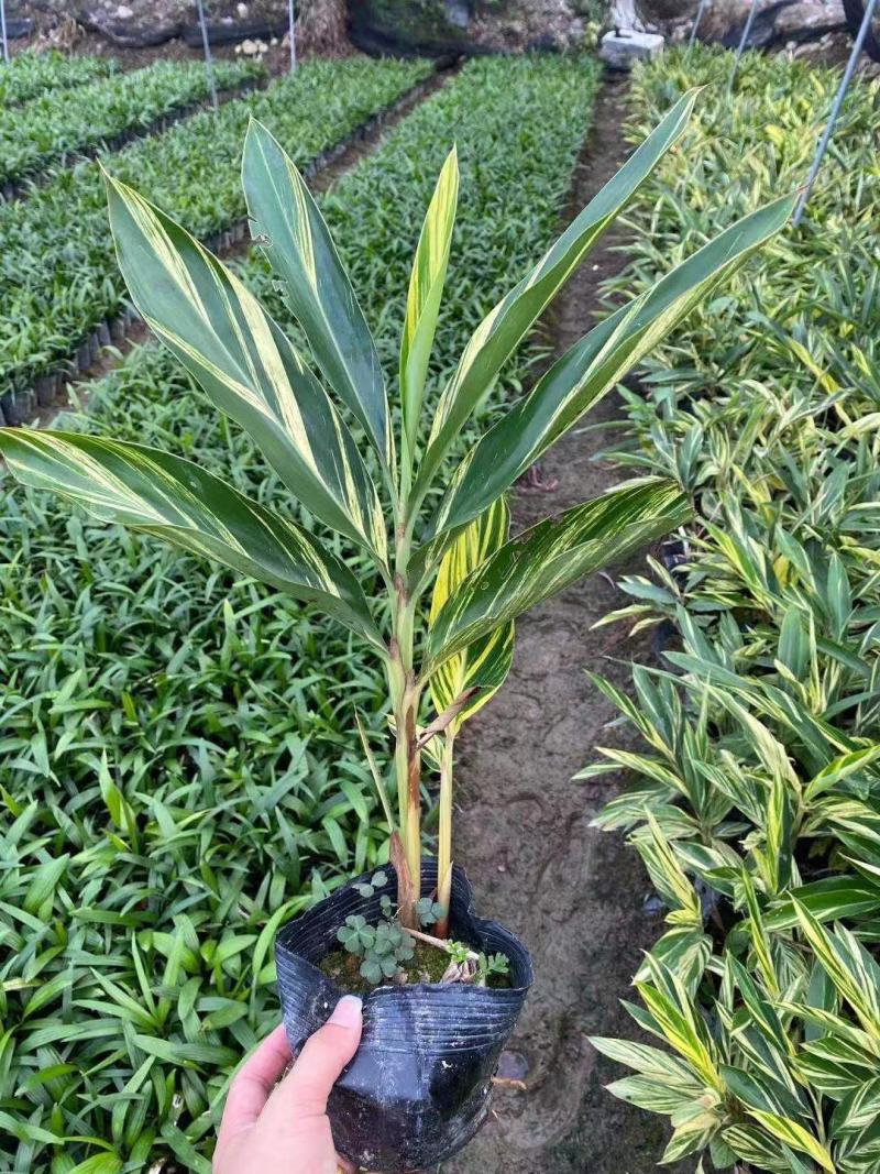 花叶良姜福建漳州花叶良姜绿化庭院设计基地直供大小规格袋