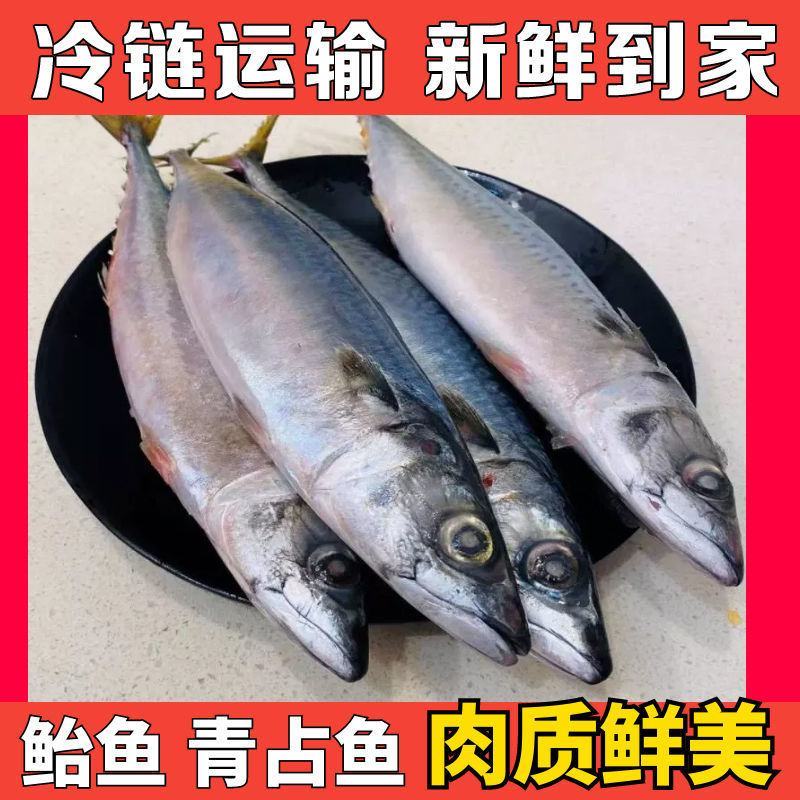 鲐鲅鱼青占鱼鲐鱼青花鱼鲅鱼秋刀鱼新鲜马鲛鱼海鲜水产食堂快