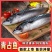 鲐鲅鱼青占鱼鲐鱼青花鱼鲅鱼秋刀鱼新鲜马鲛鱼海鲜水产食堂快