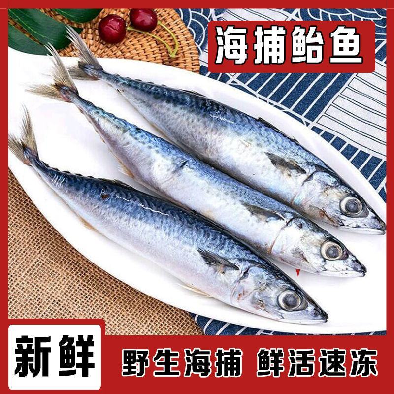 鲐鲅鱼青占鱼鲐鱼青花鱼鲅鱼秋刀鱼新鲜马鲛鱼海鲜水产食堂快