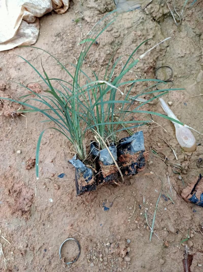 玉龙草福建漳州玉龙草绿化庭院设计基地直供大小规格袋苗