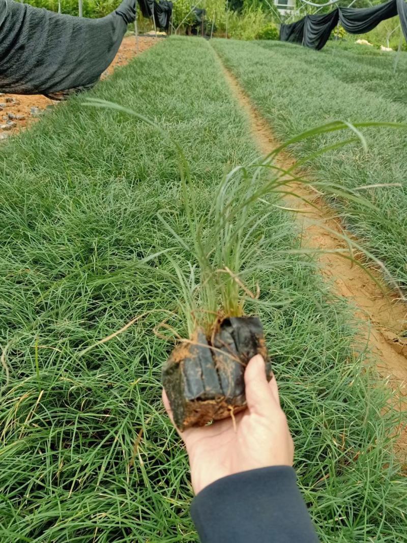 玉龙草福建漳州玉龙草绿化庭院设计基地直供大小规格袋苗