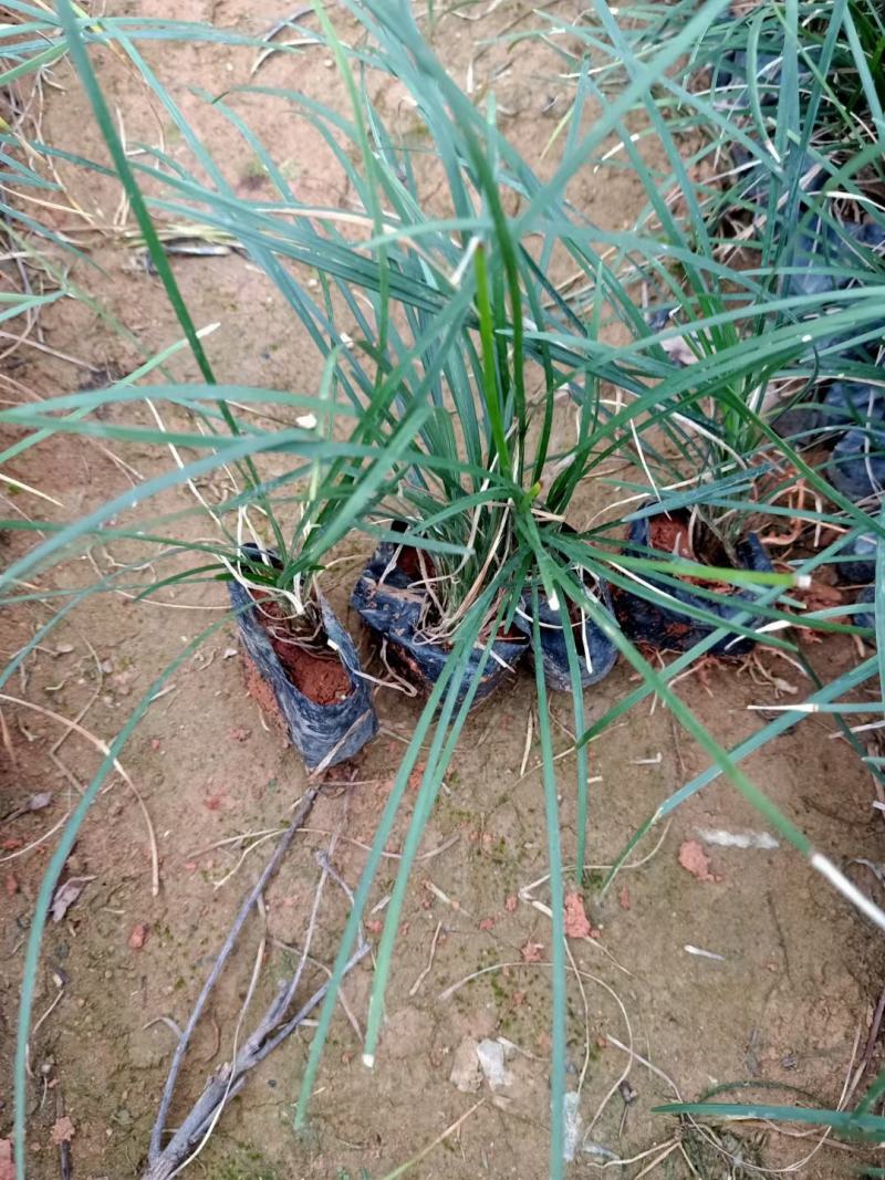 玉龙草福建漳州玉龙草绿化庭院设计基地直供大小规格袋苗