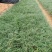 玉龙草福建漳州玉龙草绿化庭院设计基地直供大小规格袋苗