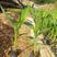 美人蕉福建漳州美人蕉绿化庭院设计基地直供大小规格袋苗