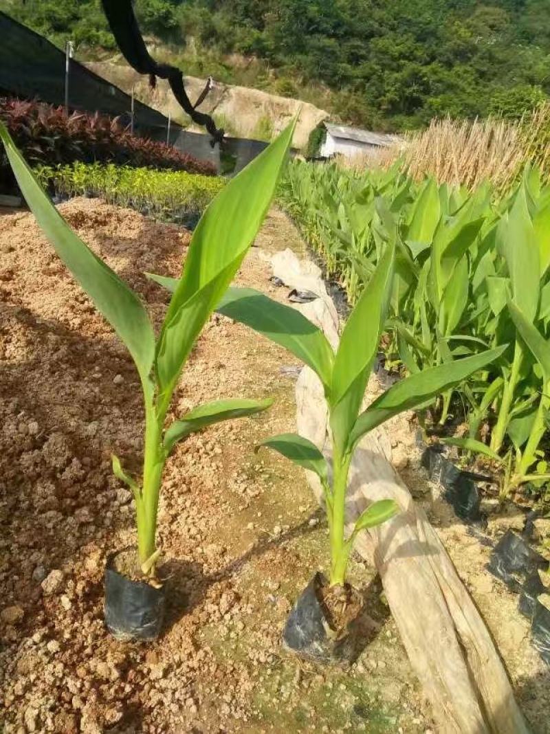 美人蕉福建漳州美人蕉绿化庭院设计基地直供大小规格袋苗