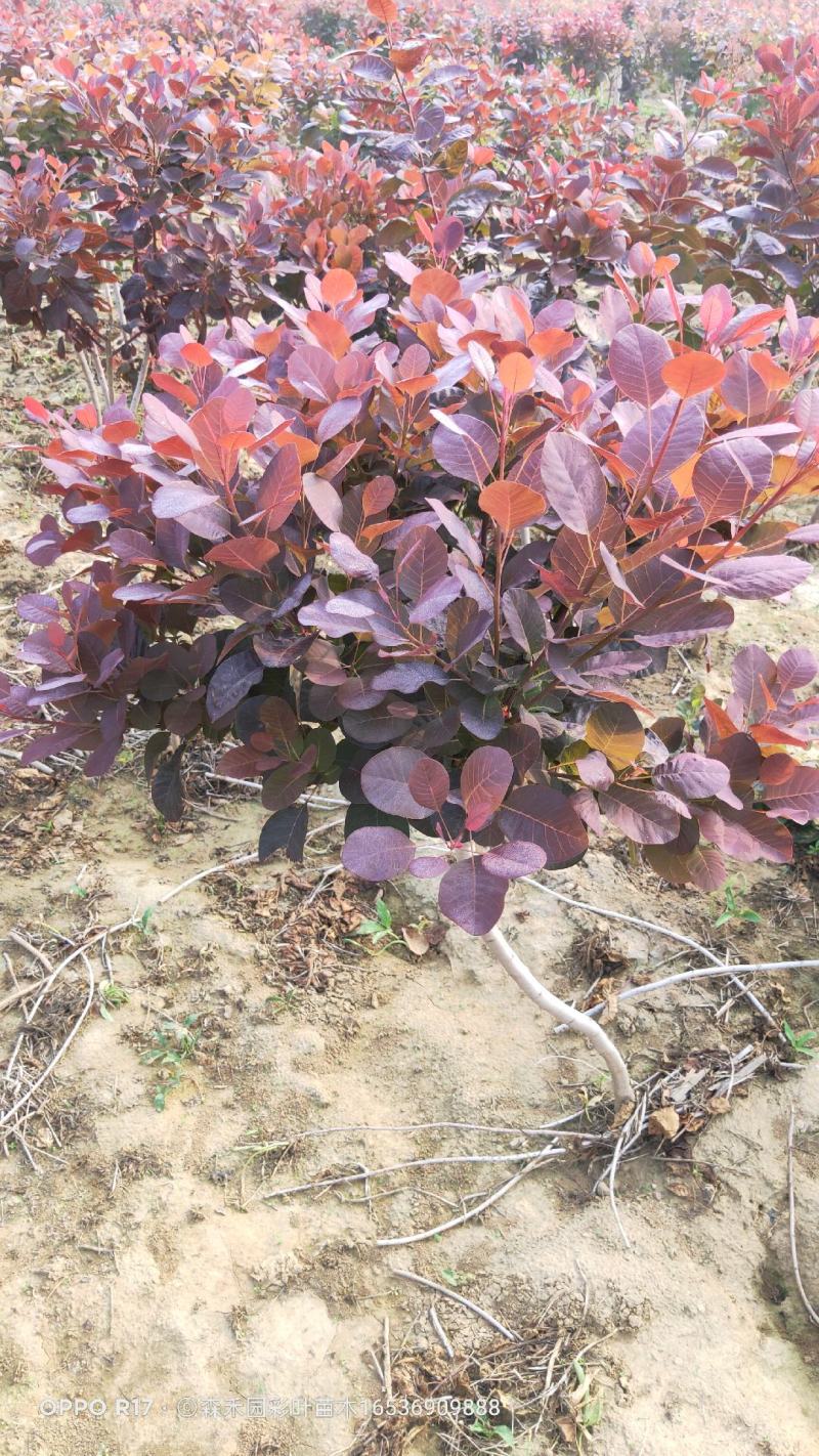 丛生红栌丛生美国红栌基地自产自销优质红栌苗