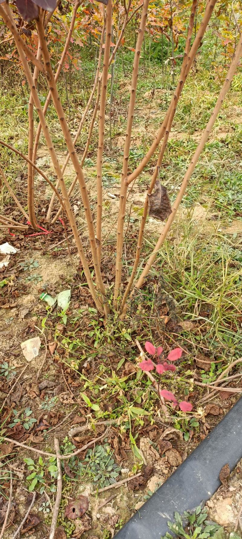 丛生红栌丛生美国红栌基地自产自销优质红栌苗