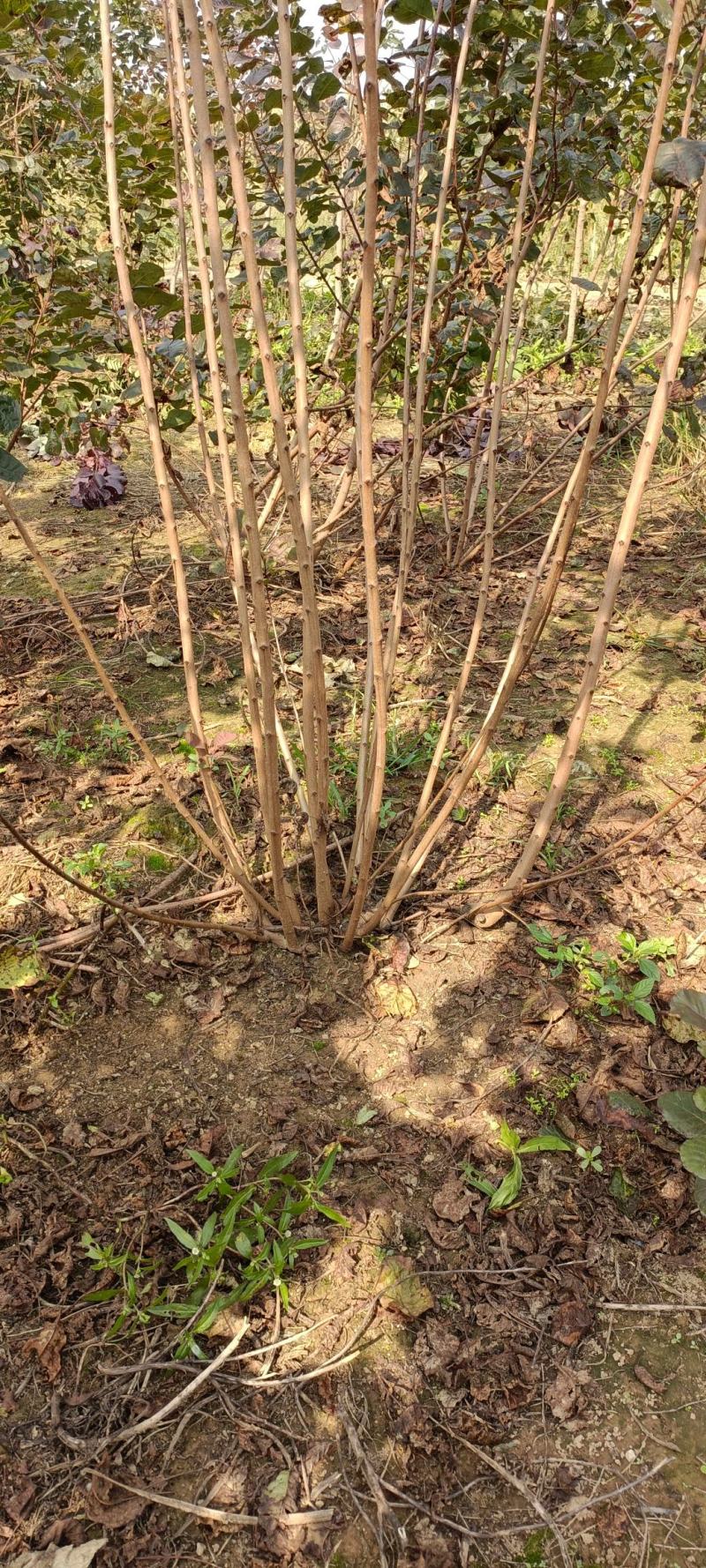 丛生红栌丛生美国红栌基地自产自销优质红栌苗