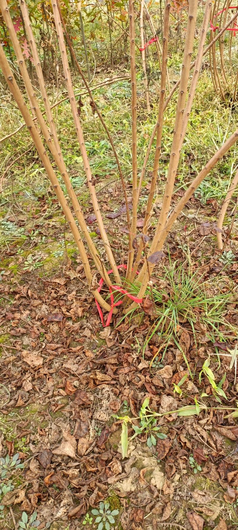 丛生红栌丛生美国红栌基地自产自销优质红栌苗