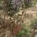 丛生红栌丛生美国红栌基地自产自销优质红栌苗