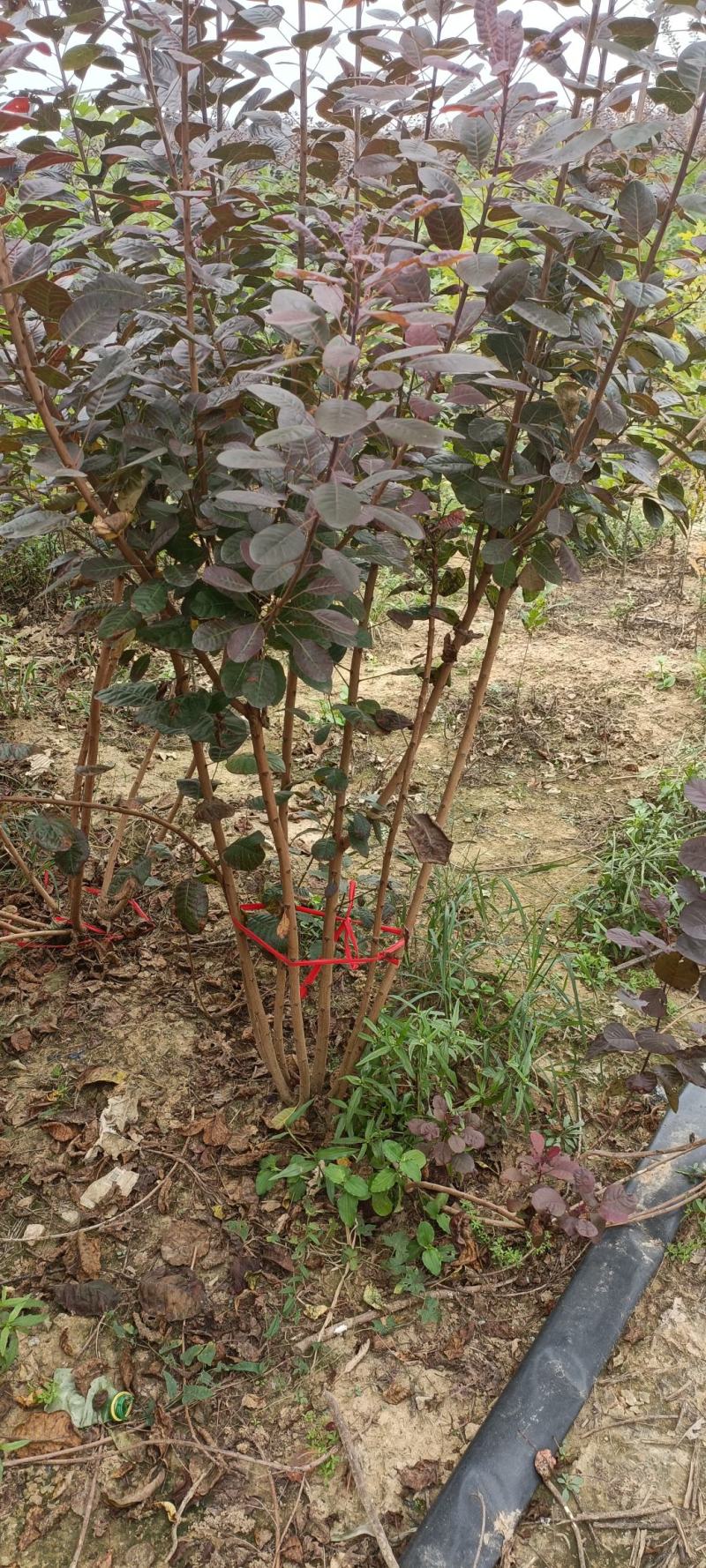 丛生红栌丛生美国红栌基地自产自销优质红栌苗
