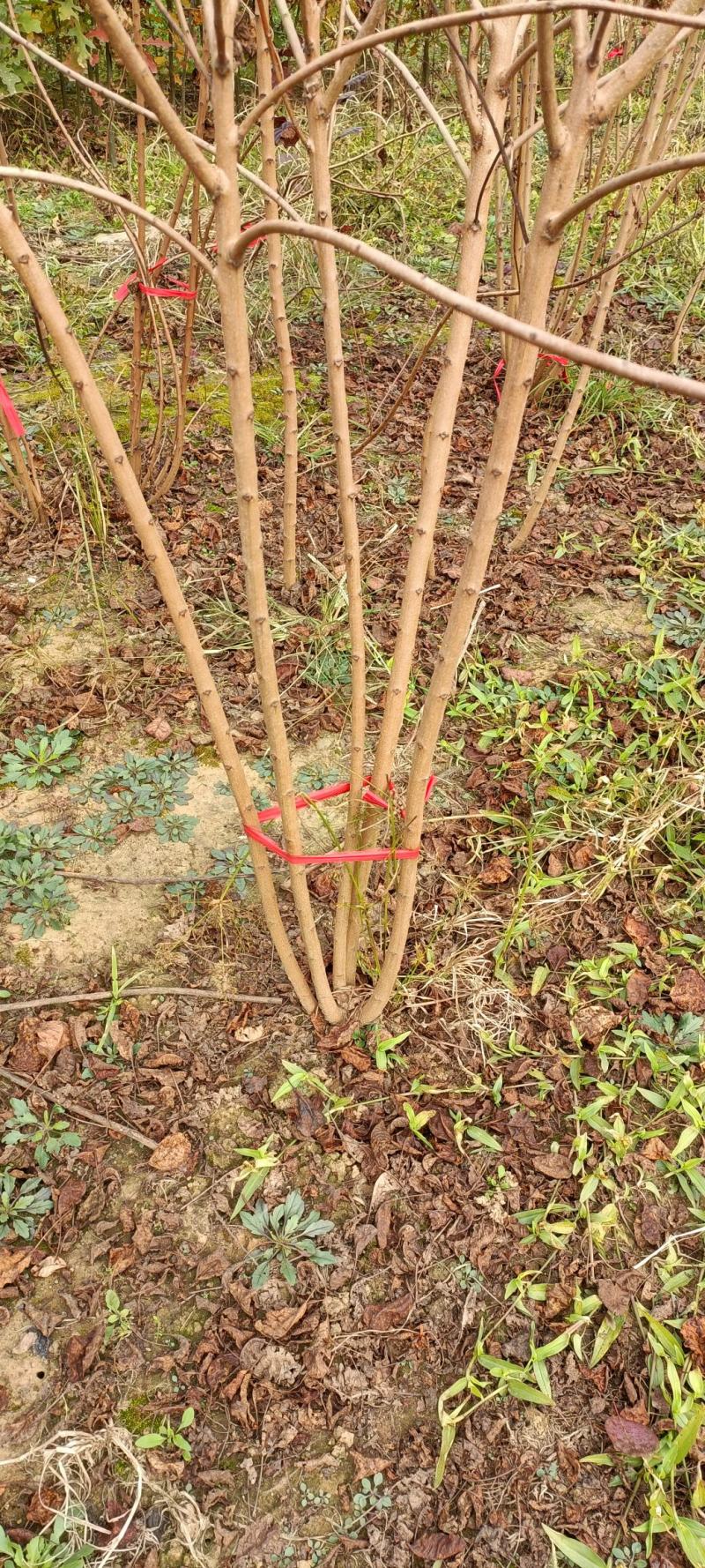 丛生红栌丛生美国红栌基地自产自销优质红栌苗