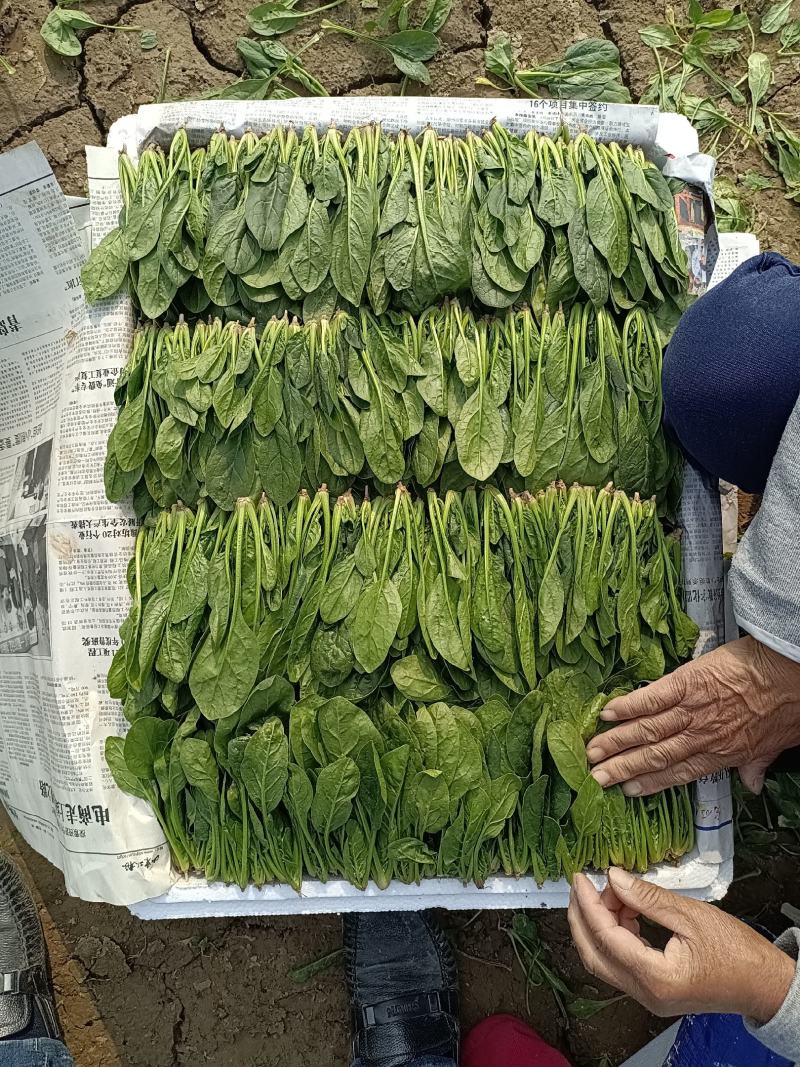 大量供应圆叶，小叶菠菜，做工精细，质量品质保证