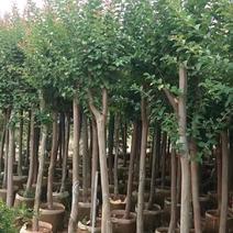 紫薇福建漳州紫薇绿化庭院设计基地直供大小规格袋苗