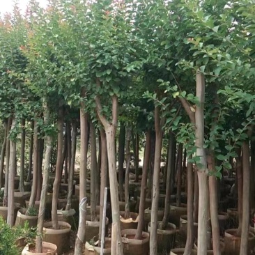 紫薇福建漳州紫薇绿化庭院设计基地直供大小规格袋苗