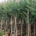 紫薇福建漳州紫薇绿化庭院设计基地直供大小规格袋苗