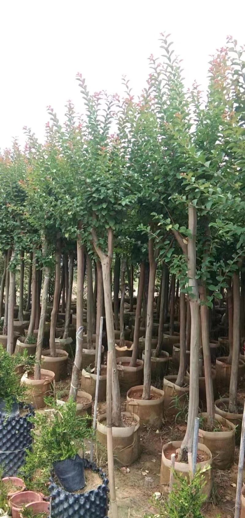 紫薇福建漳州紫薇绿化庭院设计基地直供大小规格袋苗