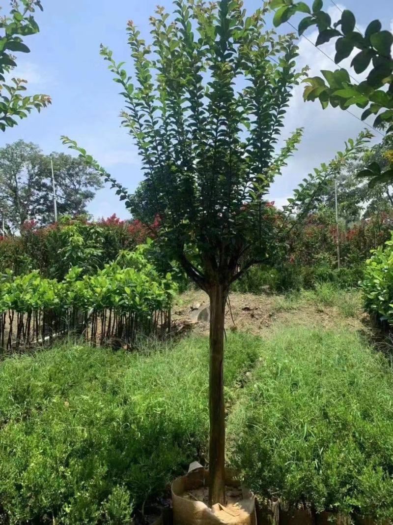 紫薇福建漳州紫薇绿化庭院设计基地直供大小规格袋苗