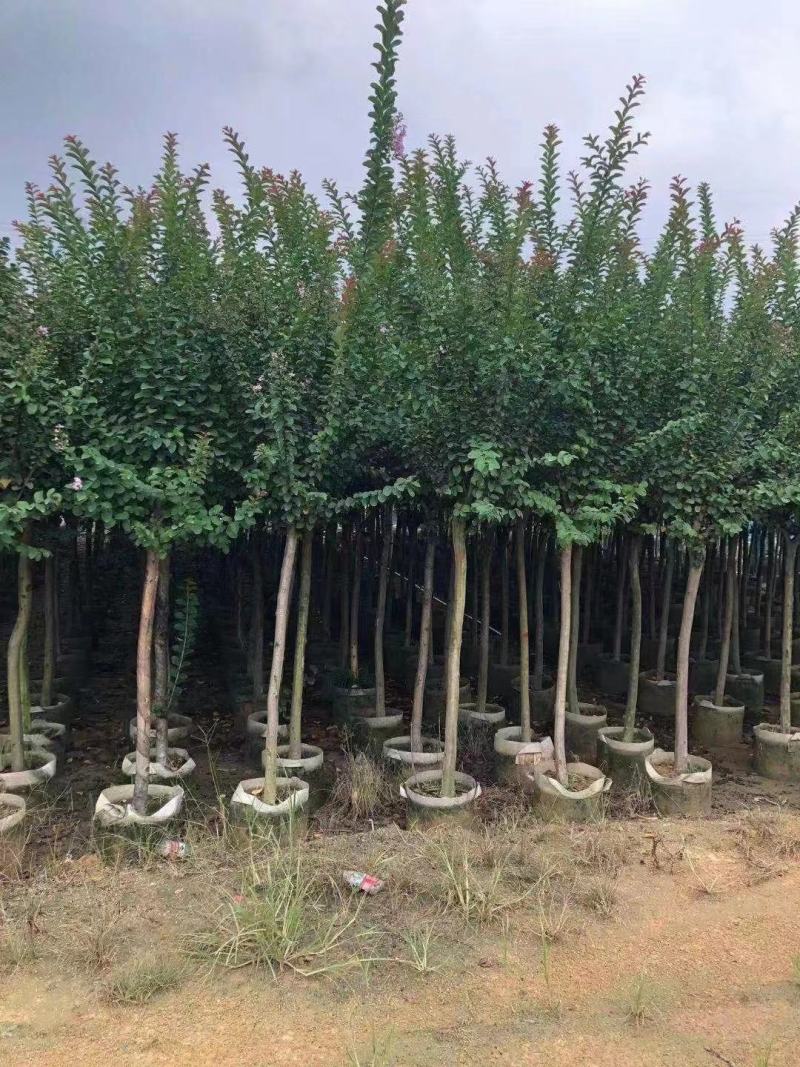 紫薇福建漳州紫薇绿化庭院设计基地直供大小规格袋苗