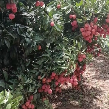 桂味荔枝仙进奉苗大量供应量大从优品质保证