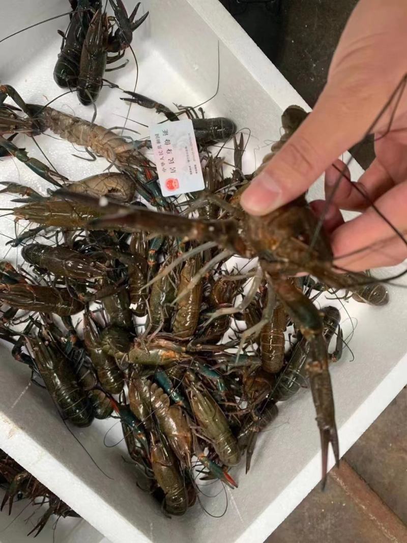 淡水澳龙
