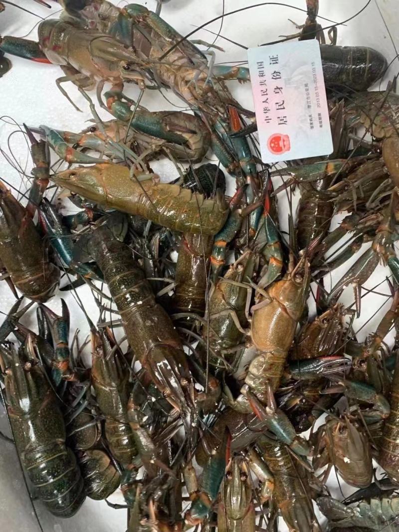 淡水澳龙
