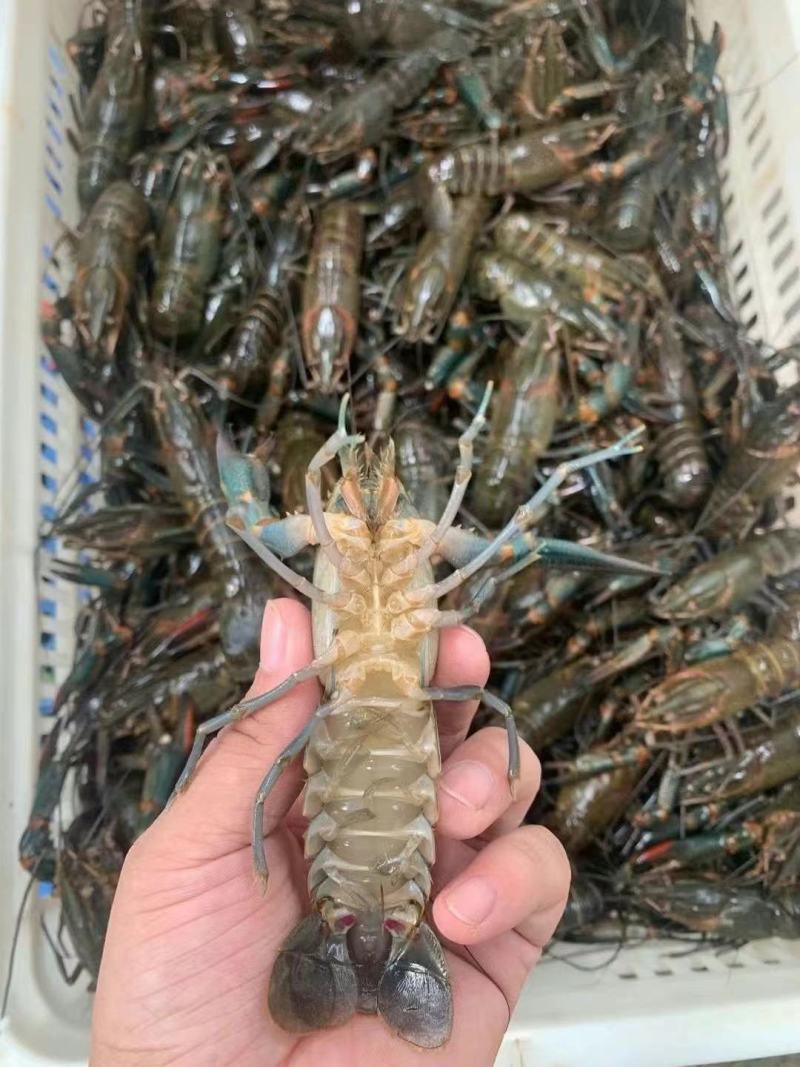 淡水澳龙