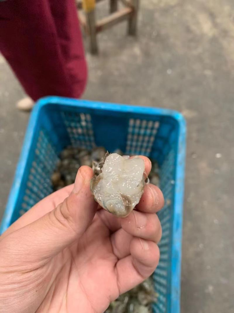 淡水澳龙，虾尾