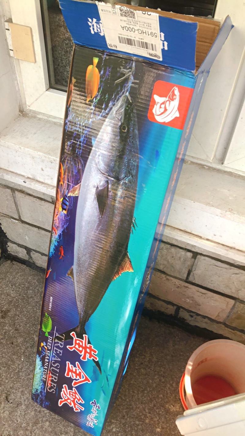 大鱼特大海鱼深海鱼黄金鲅鱼