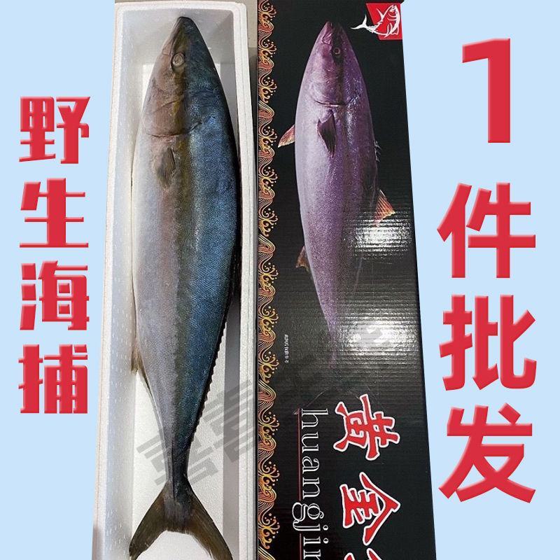 大鱼特大海鱼深海鱼黄金鲅鱼