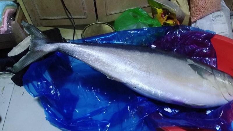 大鱼特大海鱼深海鱼黄金鲅鱼