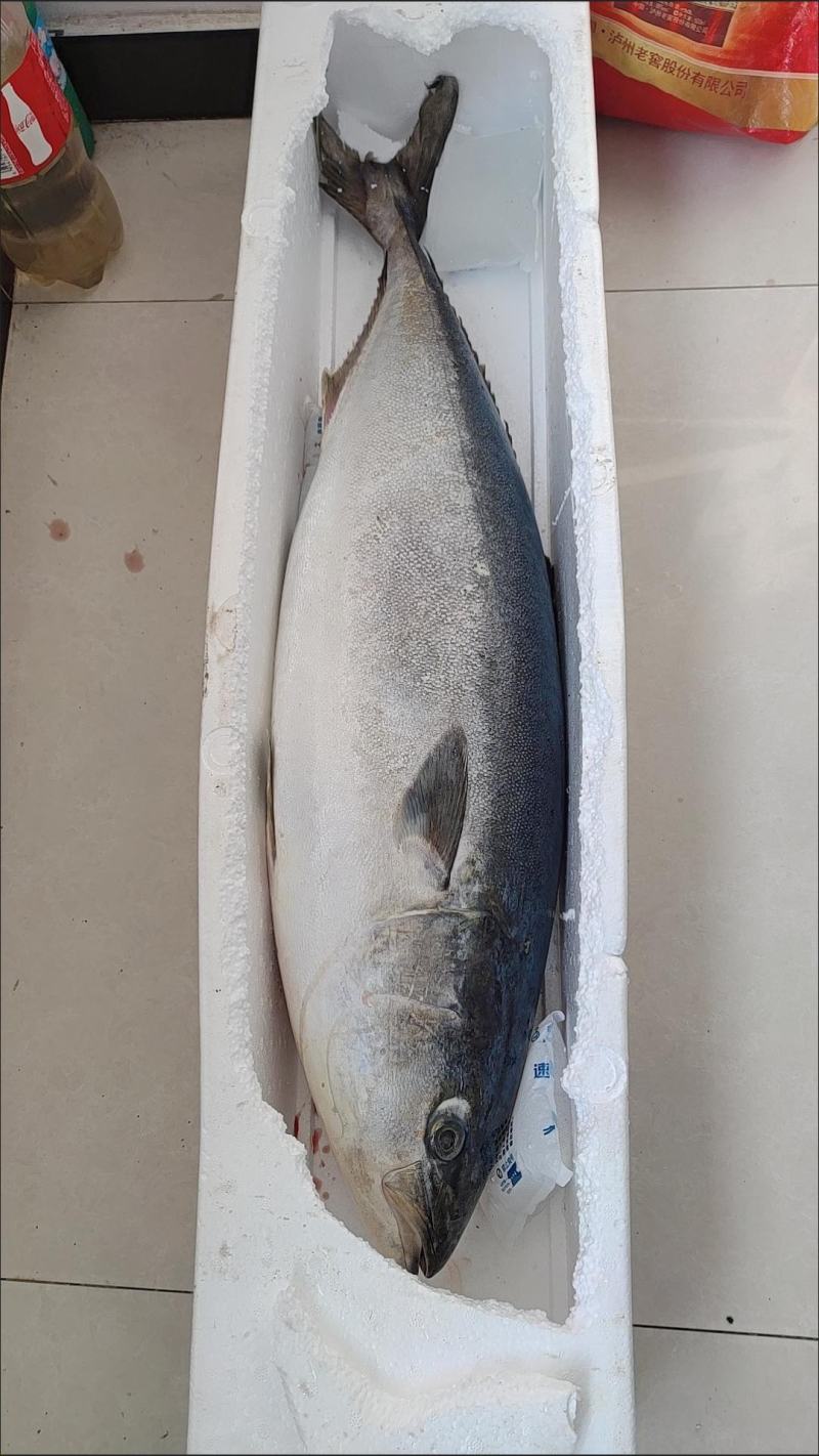 大鱼特大海鱼深海鱼黄金鲅鱼