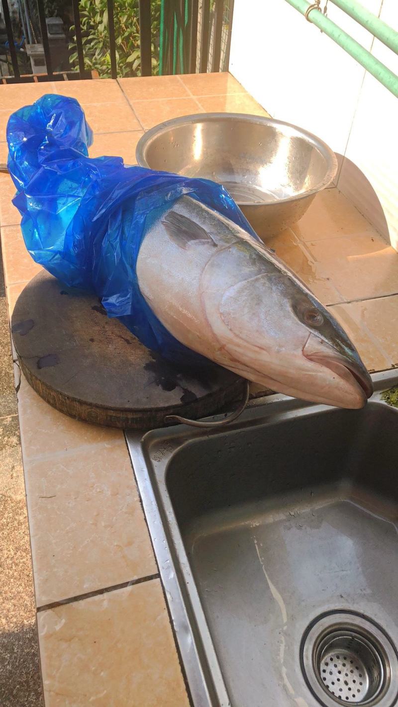 大鱼特大海鱼深海鱼黄金鲅鱼