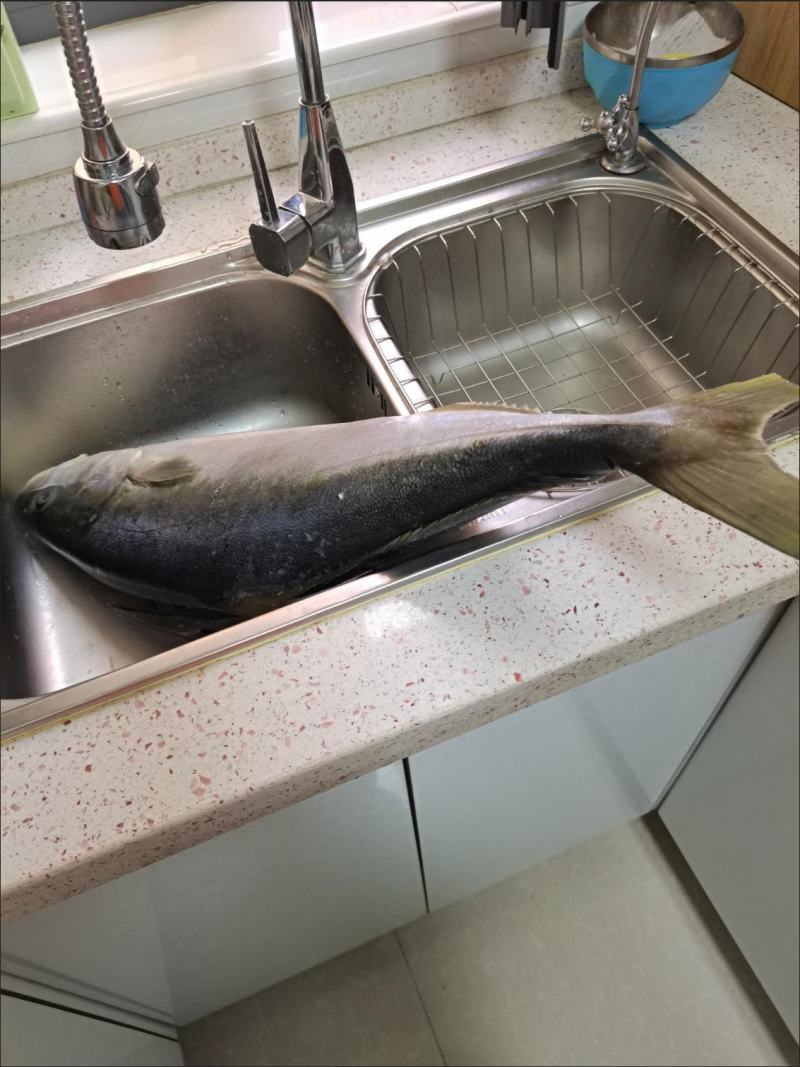 大鱼特大海鱼深海鱼黄金鲅鱼