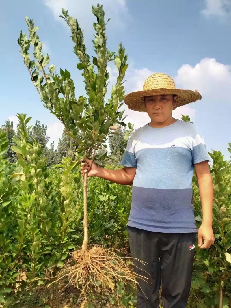 李子苗蜂糖李西梅皇后脆红李黑布林包成活提供技术