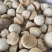 【文斌药业】风流果个头均匀广东货地道药材