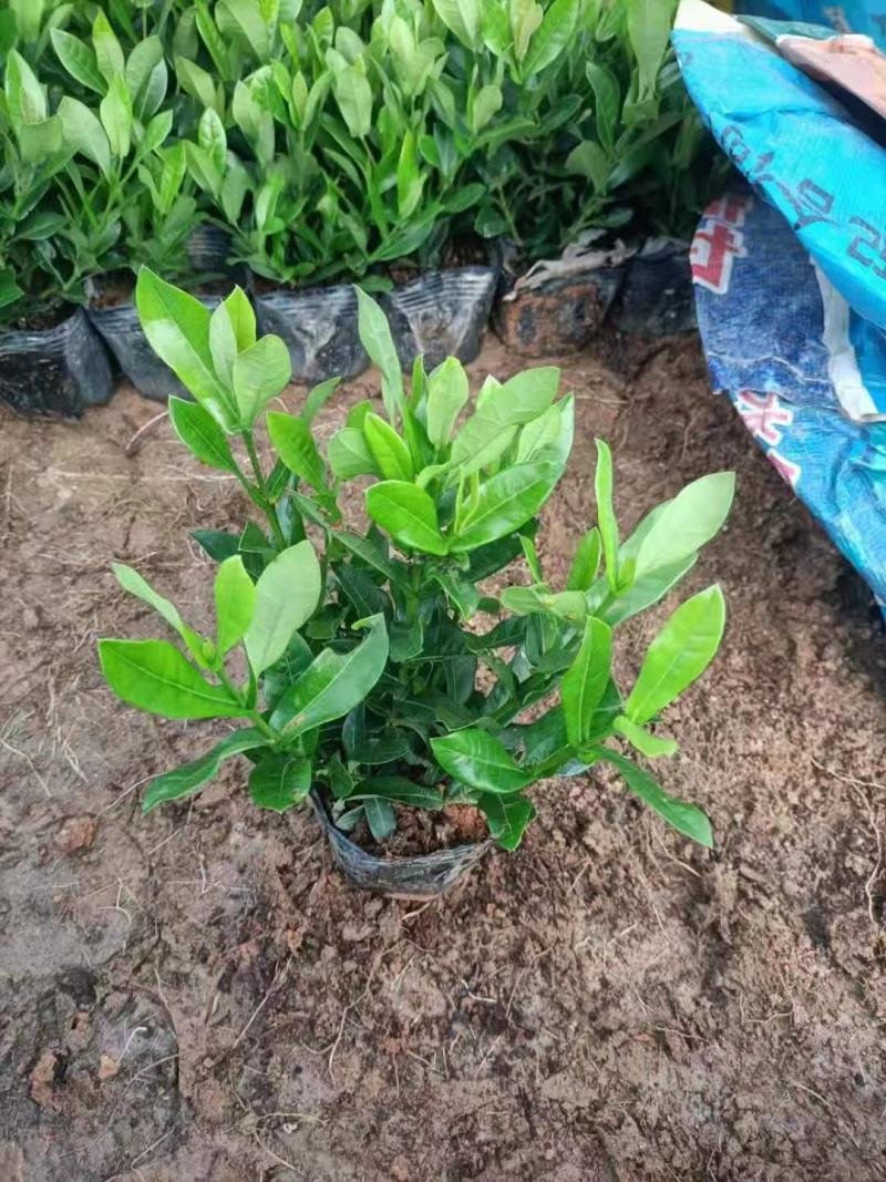 龙船花福建漳州龙船花绿化庭院设计基地直供大小规格袋苗