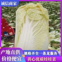 娃娃菜黄心优质娃娃菜，大娃小娃，精品包装，一条龙服务